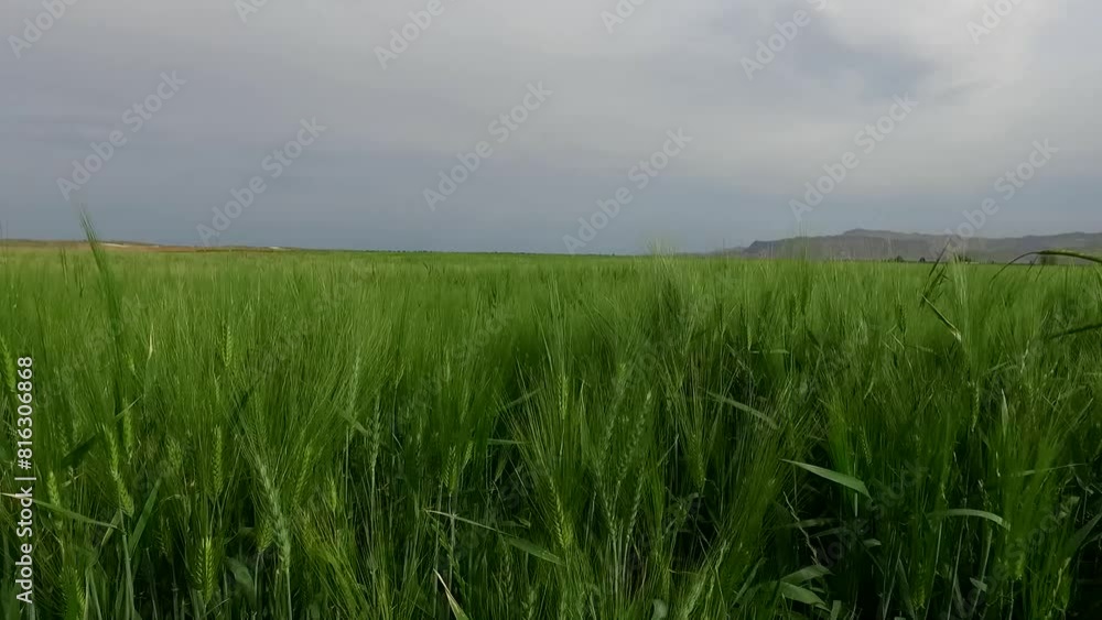 vibrant wheat field embraced by majestic mountains, showcasing serene beauty of nature captured in stunning landscape. vibrant wheat field embraced by majestic mountains, showcasing serene beauty of nature captured in stunning landscape.