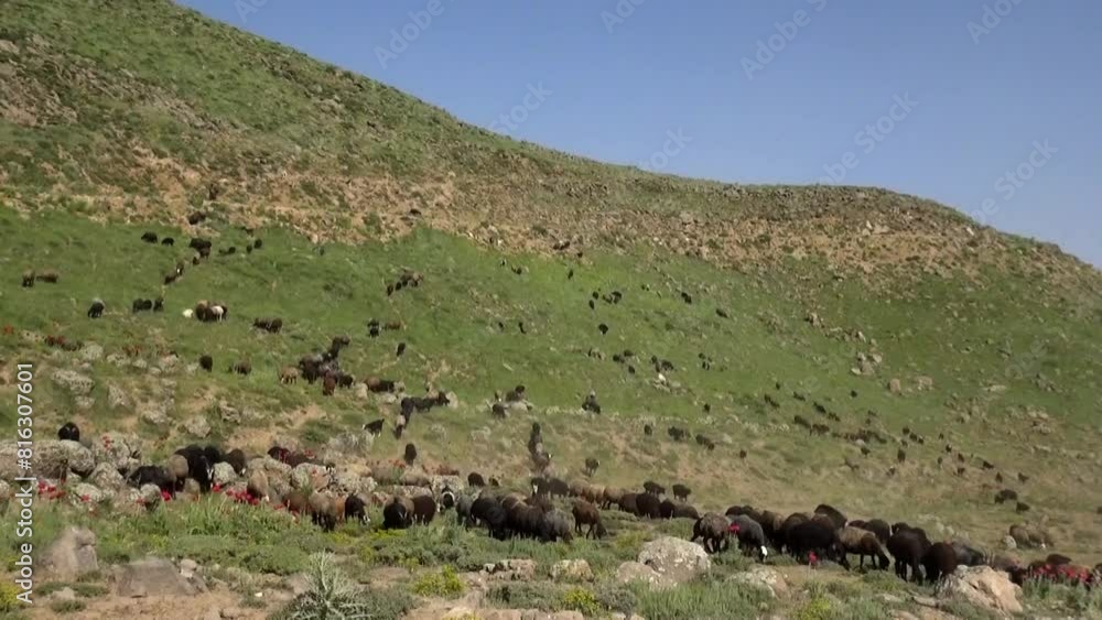 a large flock of sheep as they make their way across the lush, rolling green landscapes near a towering mountain. a large flock of sheep as they make their way across the lush, rolling green landscapes near a towering mountain.