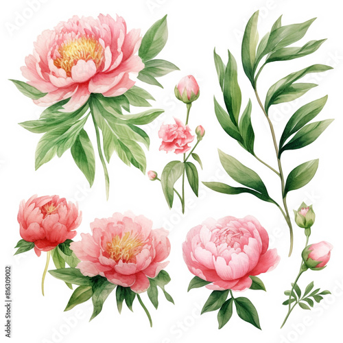 Watercolor vector hand painting set of peony flower