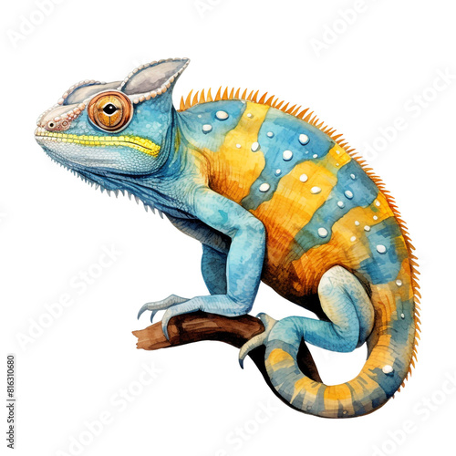 Yellow blue lizard Panther chameleon isolated on white background