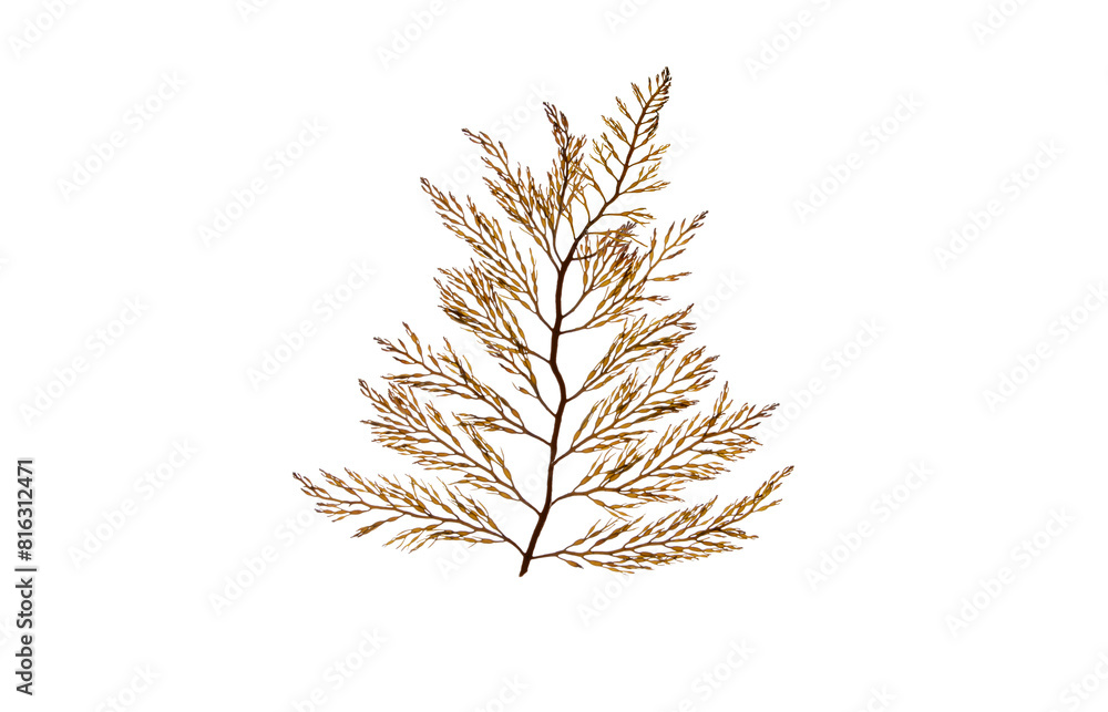 Fototapeta premium Branchy brown algae frond isolated transparent png.