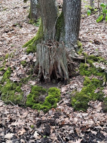 roots in the forest