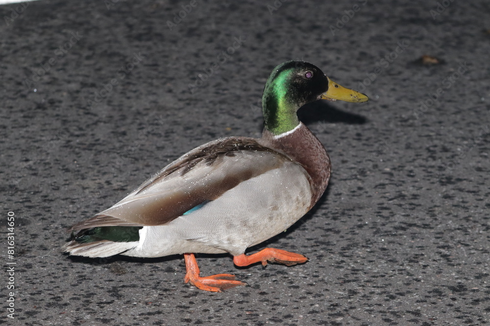 Obraz premium duck on the water