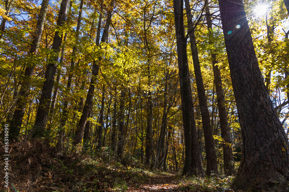 日本の風景 長野県白馬村 紅葉の木流川散策路 日本の風景 長野県白馬村 紅葉の木流川散策路