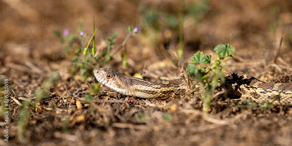 Snake in an almond orchard. Snake in an almond orchard.