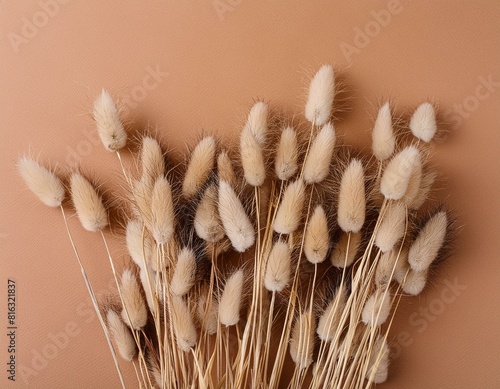Floral background of dry flowers. Dry beige lagurus grass flower on beige background. Fluffy tan pom pom plants bouquet. Flat lay, top view, copy space