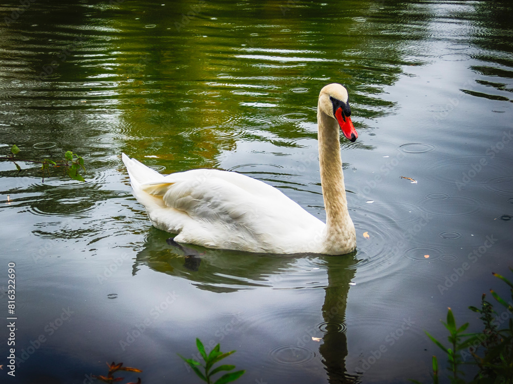 Fototapeta premium Playful swan swims