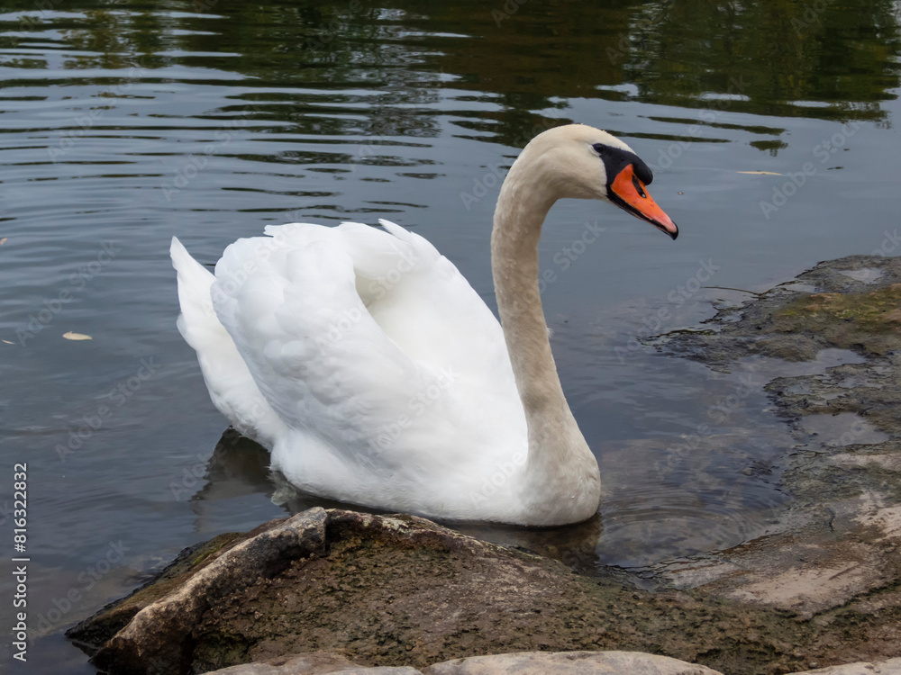 Naklejka premium The swan asks by the shore