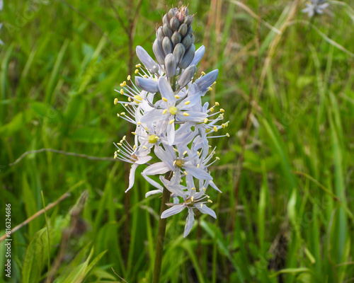 Camassia scilloides (Wild Hyacinth) Native North American Prairie Spring Wildflower