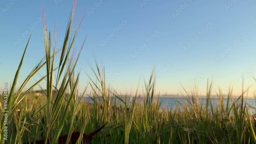 Swaying grass and sky. Swaying grass and sky.