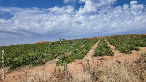 Riebeek West Western Cape, South Africa. 05. 03. 2024.  Harvesting bush vines in Riebeek West, Swartland region of South Africa. photo