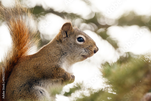 Photography Portrait of American red squirrel sitting on the spruce tree.