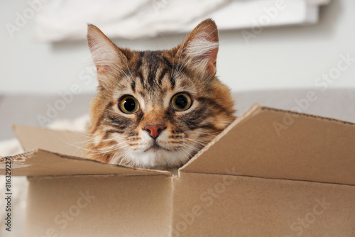 Cute cat sitting in cardboard box at home, closeup