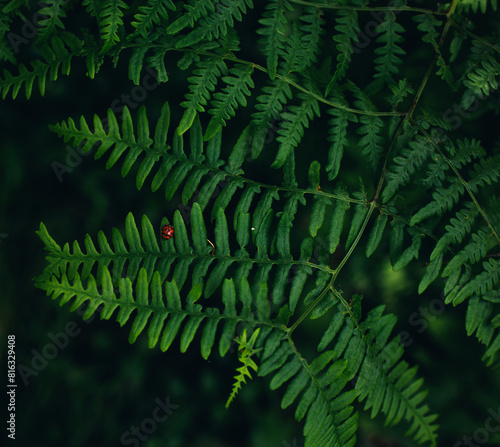 Red Lady Bug insect in green lush ferns nature background photo