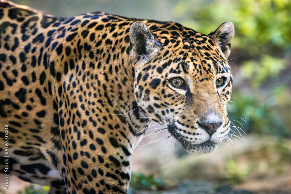 Obraz premium South African female jaguar walking in her exhibit at a zoo in Alabama.