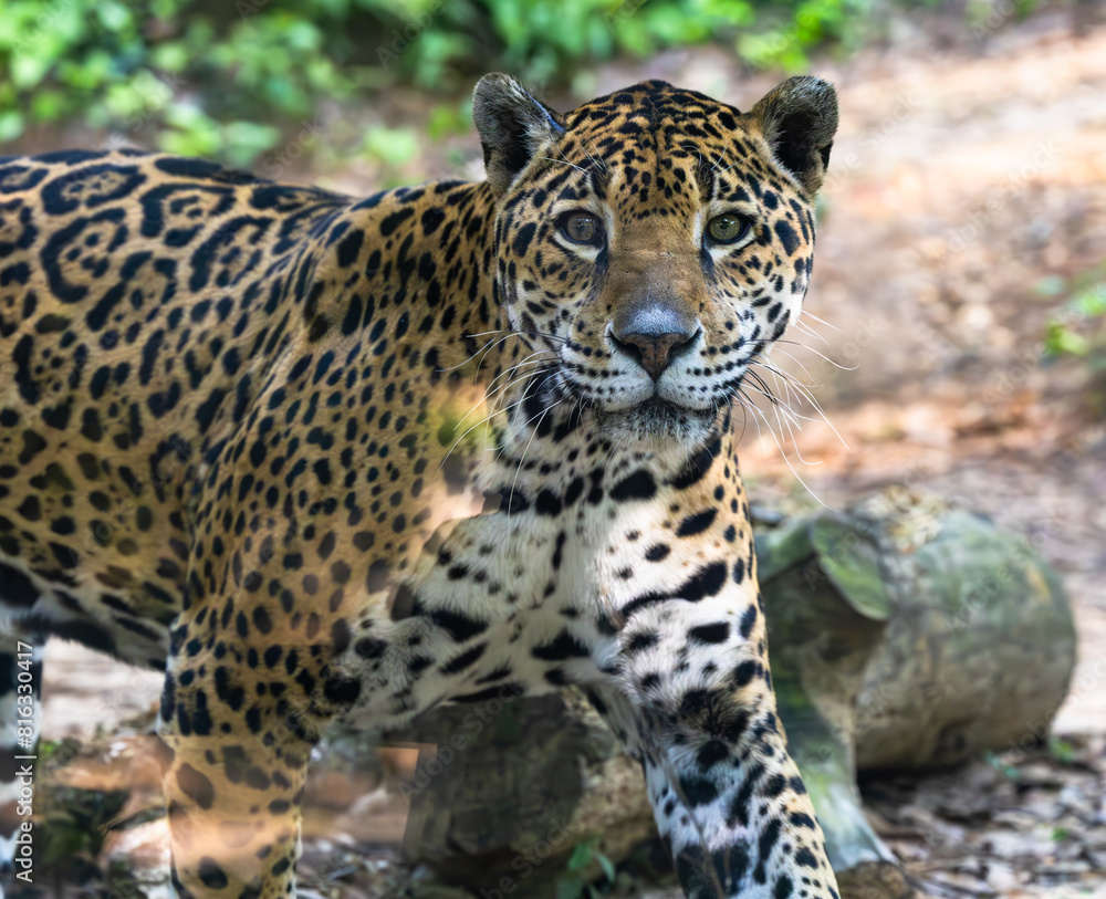 South African female jaguar walking in her exhibit at a zoo in Alabama. South African female jaguar walking in her exhibit at a zoo in Alabama.
