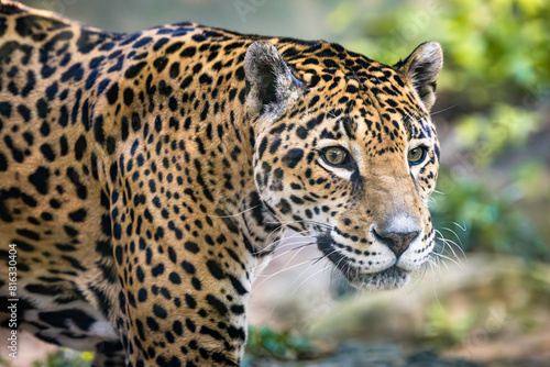 South African female jaguar walking in her exhibit at a zoo in Alabama. © Wildspaces