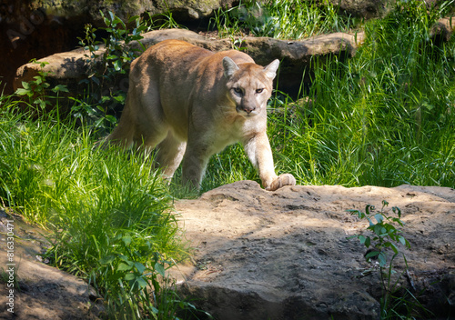 Cougar walking over some rocks at a zoo in Alabama. © Wildspaces