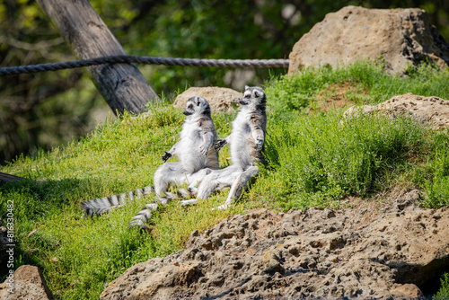 Lemurs from Madagascar sunning themselves at a zoo in Alabama.