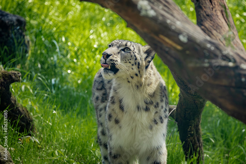 Snow Leopard from the highlands of Central Asia living in a zoo in Alabama.