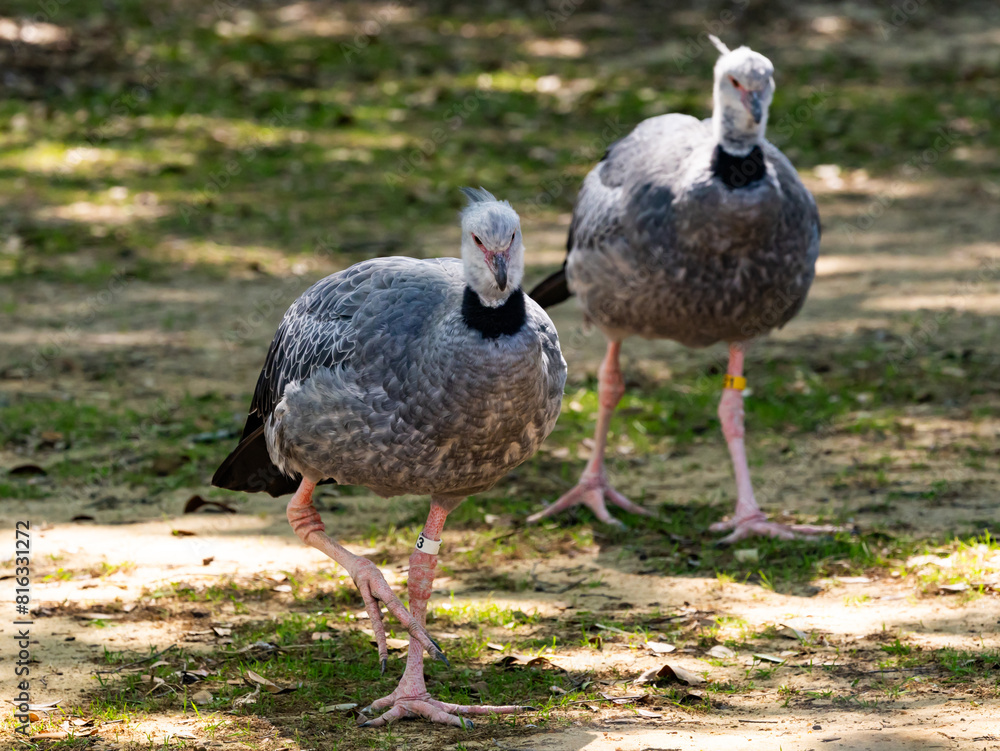 The Crested Screamer or Southern Screamer found in Argentina living at a zoo in Alabama. The Crested Screamer or Southern Screamer found in Argentina living at a zoo in Alabama.
