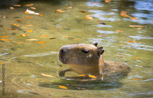 South American Capybara family swimming and resting at the zoo.