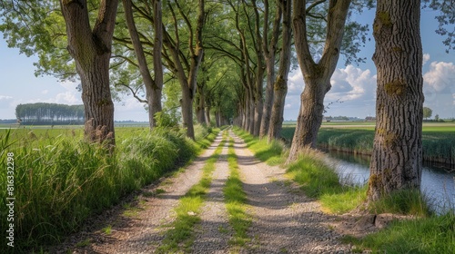 A charming gravel pathway flanked by graceful pollard willows guides you to the prestigious UNESCO World Heritage site of Schokland in the North East Polder of the Netherlands photo