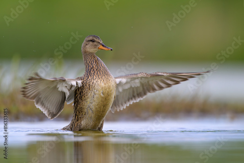 Wallpaper Mural Schnatterente Mareca strepera Torontodigital.ca