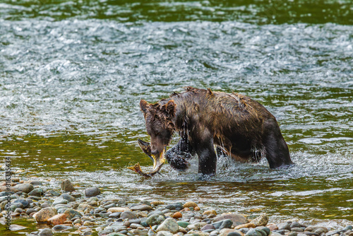 A Grizzly Bear with a Salmon