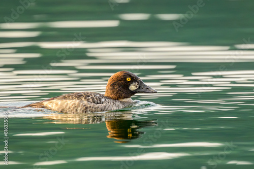 Female Common Goldeneye Duck Swimming