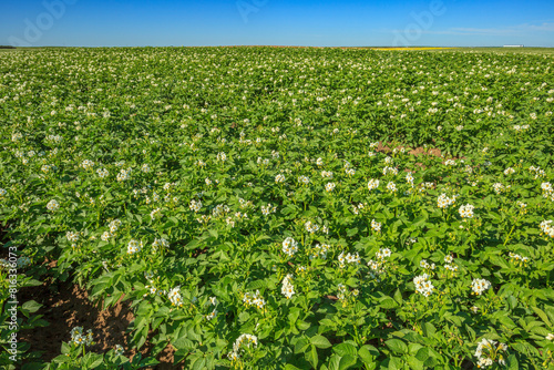Field of Potatoes in Southern Alberta