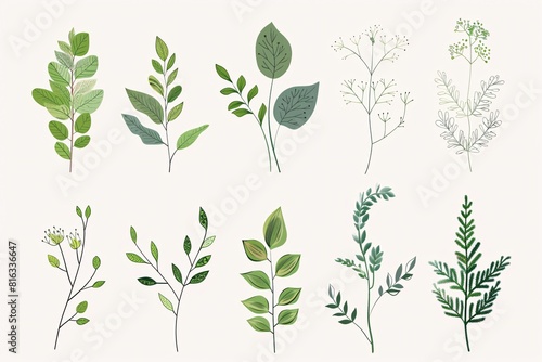 Botanical Illustration Collection  Variety of Plants  Flowers  and Herbs