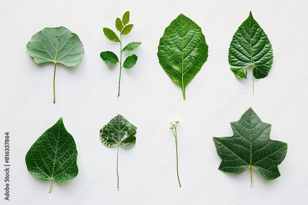 A Collection of Plant Species with Labels Indicating Identification