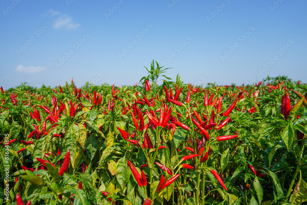 Φωτογραφία The vigorous growth of Wangtian pepper is in the farmland in North China