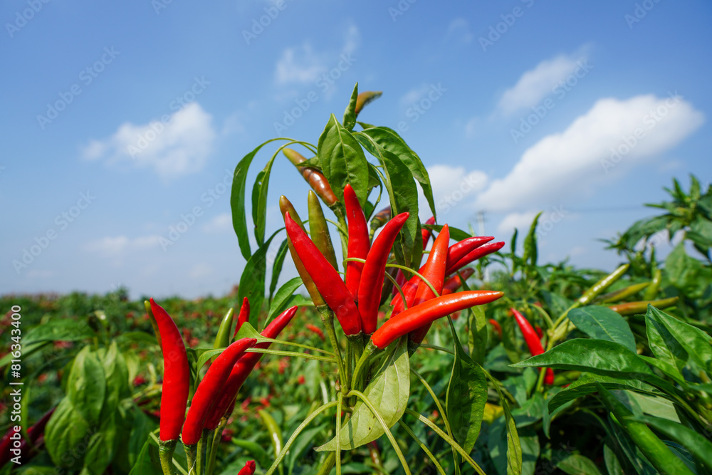 Φωτογραφία The vigorous growth of Wangtian pepper is in the farmland in North China