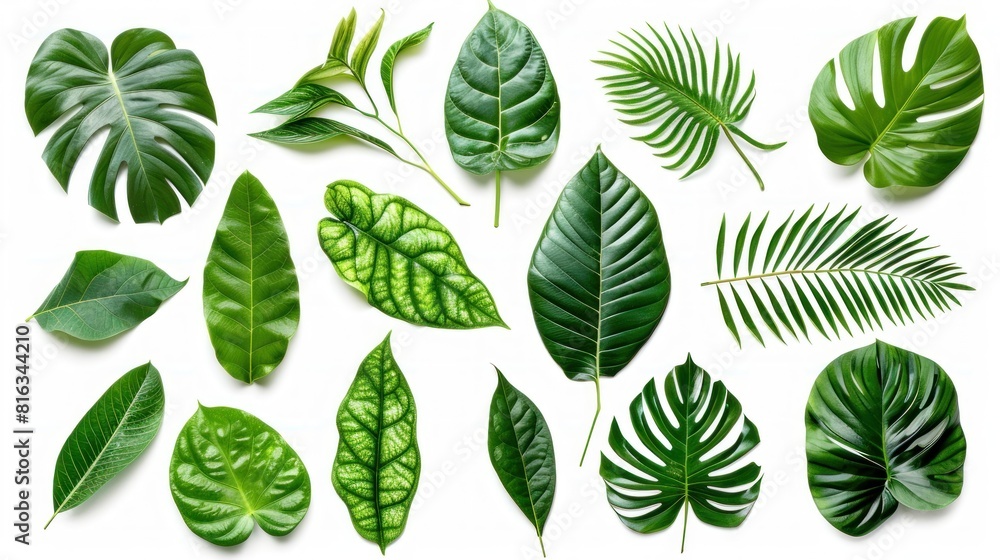Set of Tropical leaves isolated on white background. Beautiful tropical exotic foliage AI generated Set of Tropical leaves isolated on white background. Beautiful tropical exotic foliage AI generated