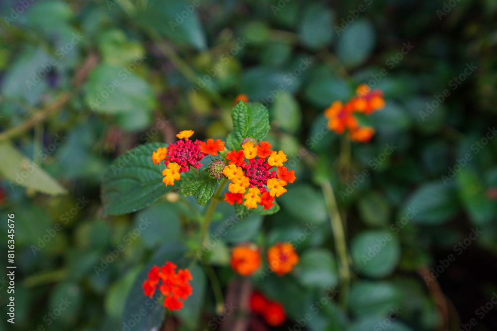 Beautiful Verbena hybrida flowers, North China Beautiful Verbena hybrida flowers, North China