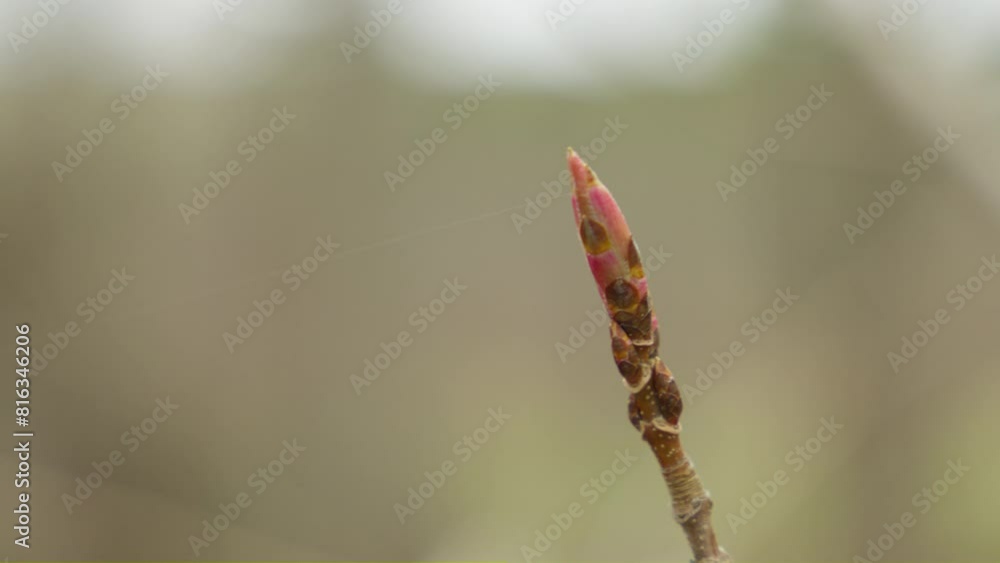 One single tree leaves bud reddish brown color at spring time with forest background One single tree leaves bud reddish brown color at spring time with forest background