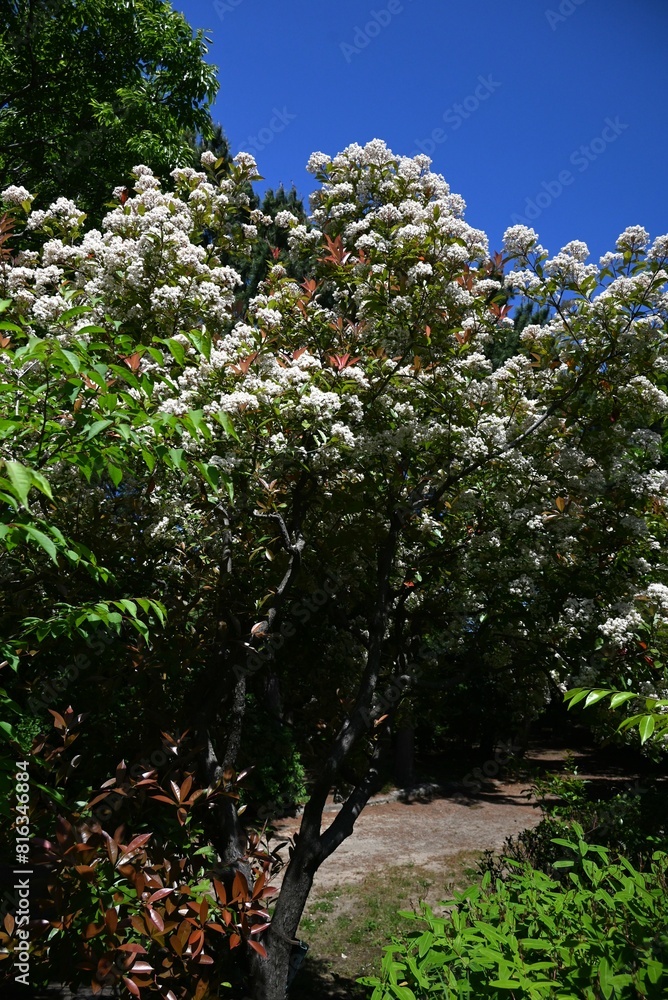 Fototapeta premium Photinia glabra (Japanese photinia) flowers. Rosaceae evergreen tree.Small white five-petaled flowers bloom in cymes in early summer.
