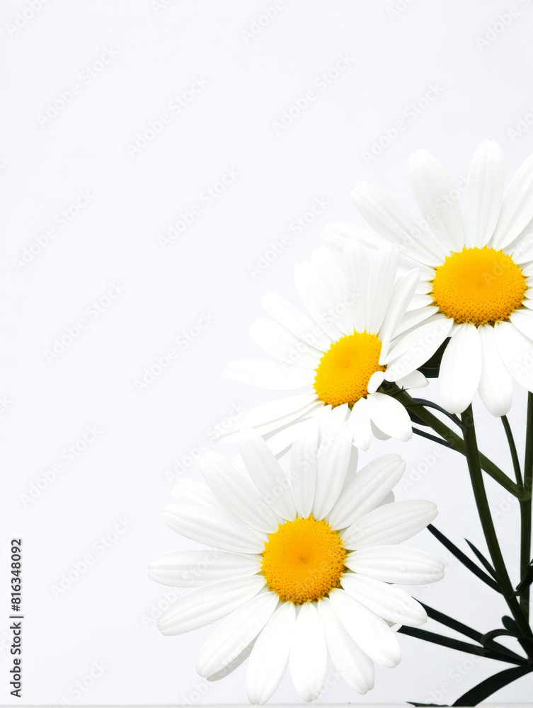 Naklejka premium Daisey Flowers