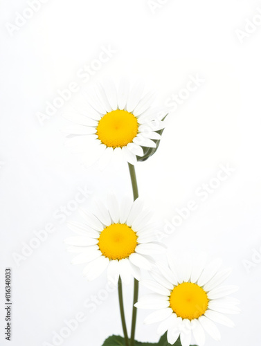 Wallpaper Mural Daisey Flowers Torontodigital.ca