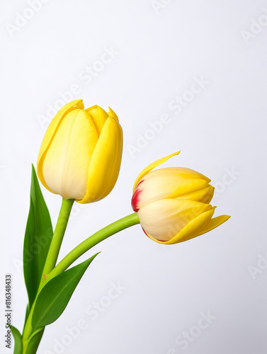Tulip Flowers