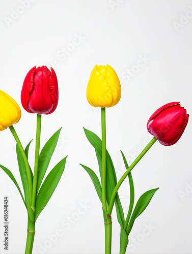 Tulip Flowers