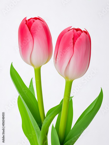 Tulip Flowers