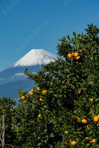 ミカン畑越しに見える冠雪した富士山