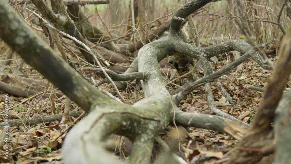 Old tree branches on ground full of dead leaves brown yellow spring automne