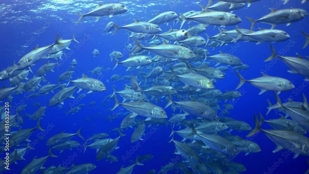 A diver explores the heart of a dense school of fish, highlighting human interaction with marine ecosystems. Cocos Island, Costa Rica.