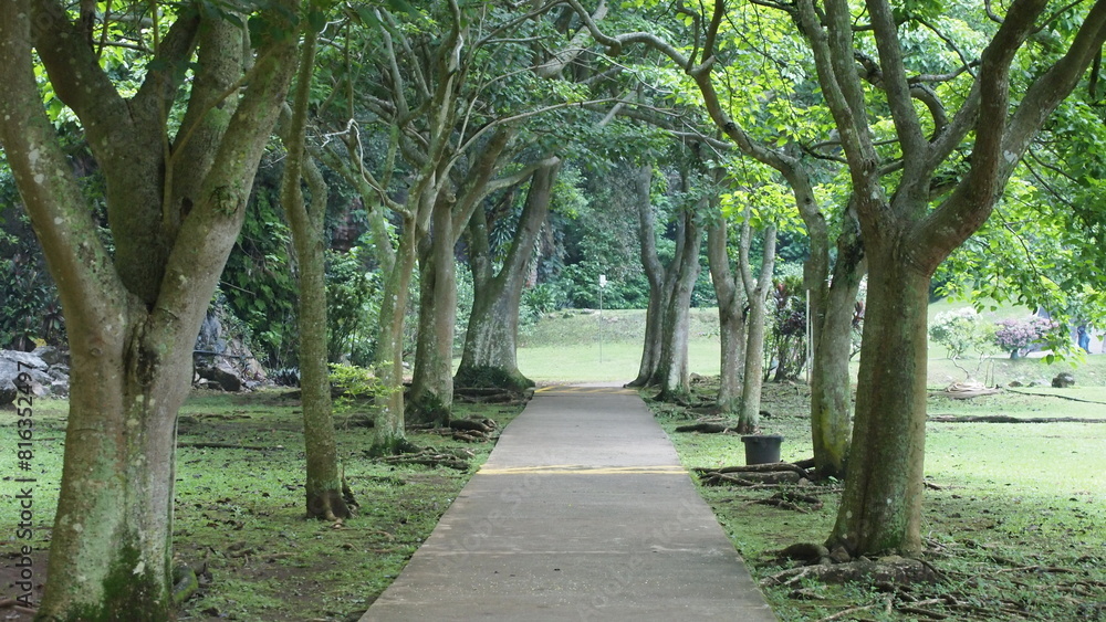 A straight walking or running path in the garden or park with tall green trees next to the path; landscape photography; luscious greenery along the walking path in a garden park