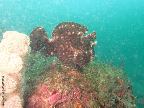 海の岩場を泳ぐ黒いオオモンカエルアンコウ