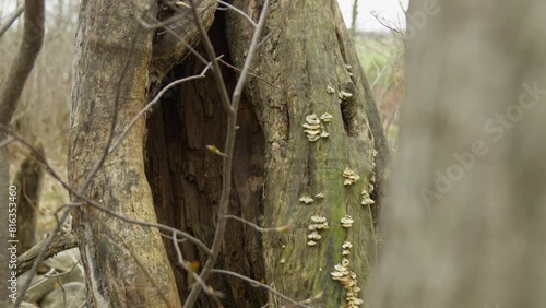 Big dark hole in tree trunk full of mushroom reveal in forest bare trees